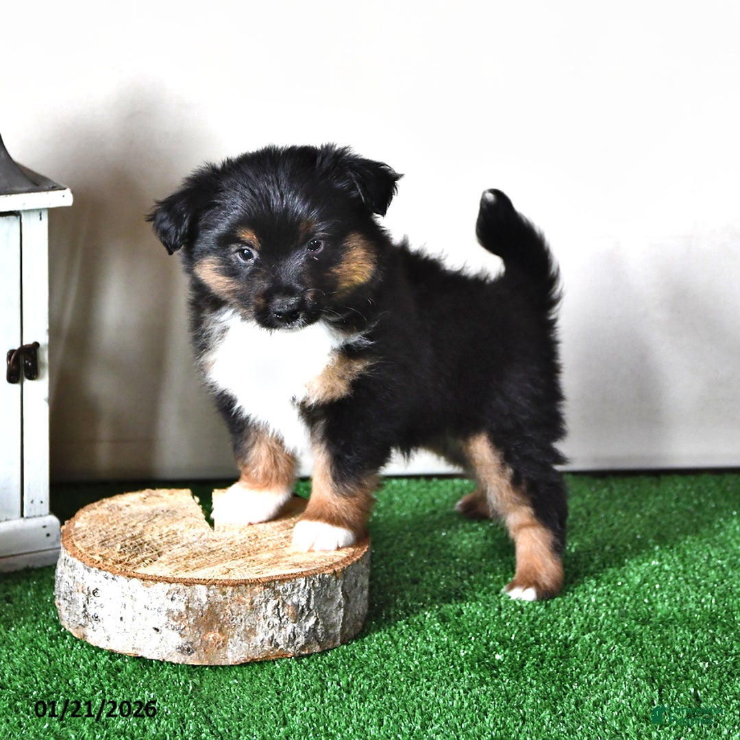 Miniature Australian Shepherd dogs for sale: Jaxon - Ad 2
