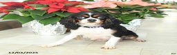 Cavalier King Charles Spaniel dogs for sale: Cyclone - Ad 6