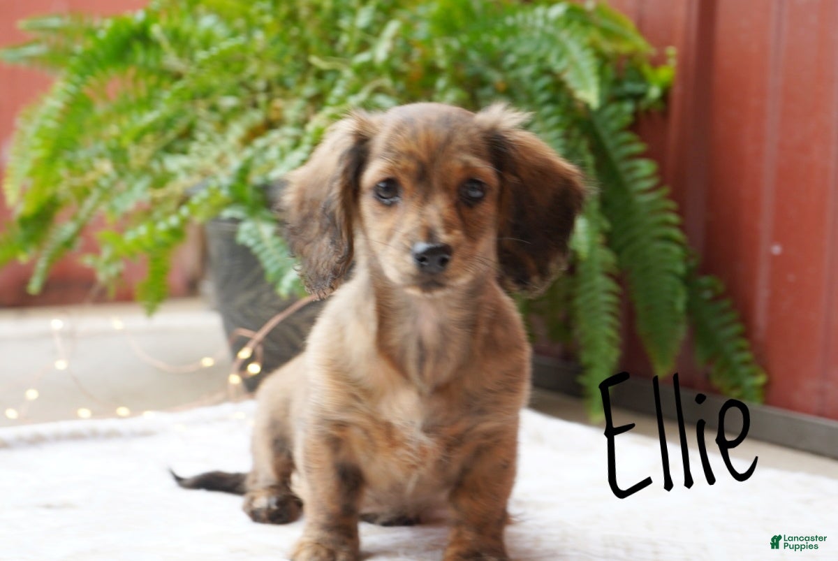 Dachshund dogs Ellie - Ad 1