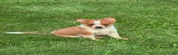 Australian Cattle Dog dogs for sale: Maverick - Ad 3