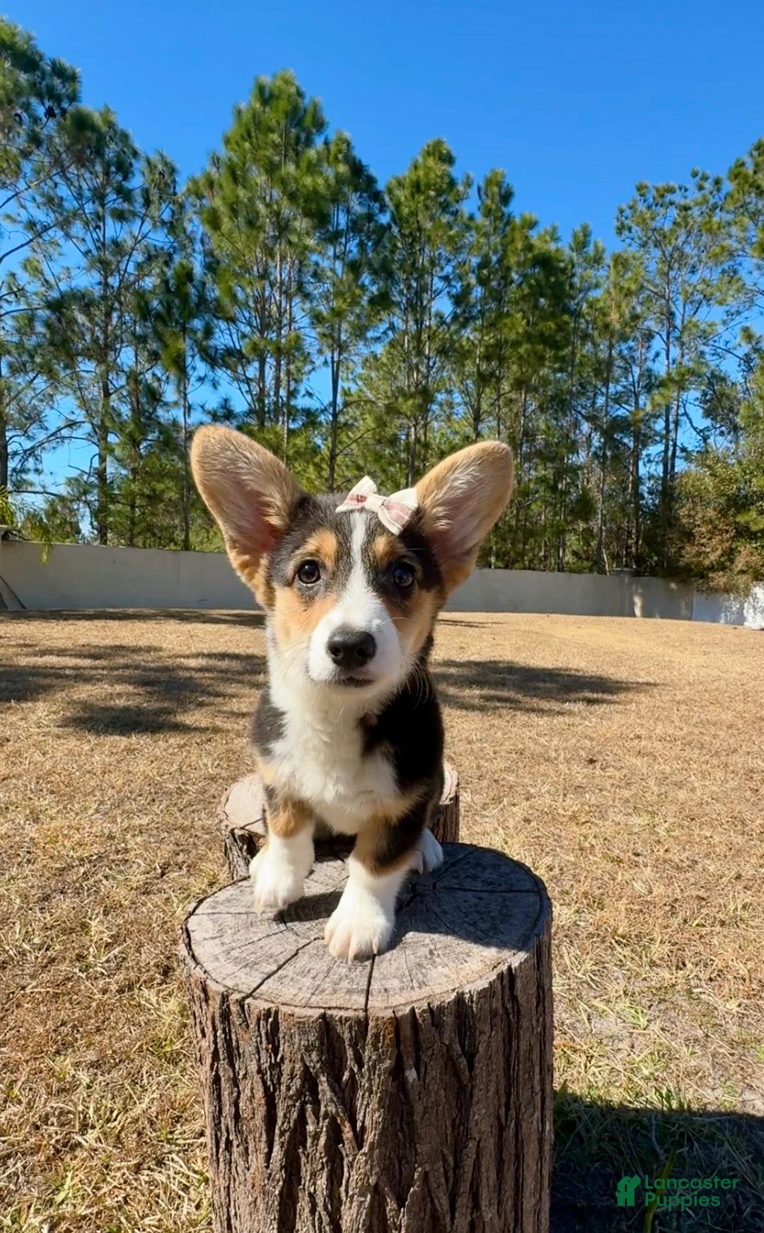 Mixed Breed dogs for sale: Sky  - Ad 6