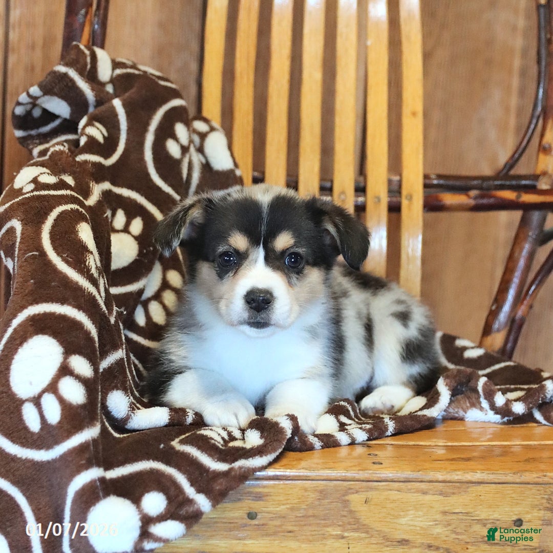 Mixed Breed dogs for sale: Angel - Ad 3