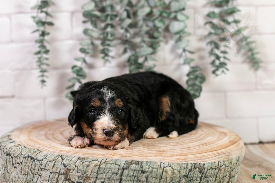 Bernedoodle dogs for sale: Hockey - Ad 11