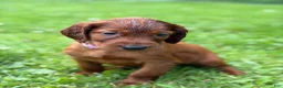 Irish Setter dogs for sale: Purple collar  - Ad 5
