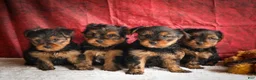Yorkshire Terrier dogs for sale: DIESEL - Ad 21