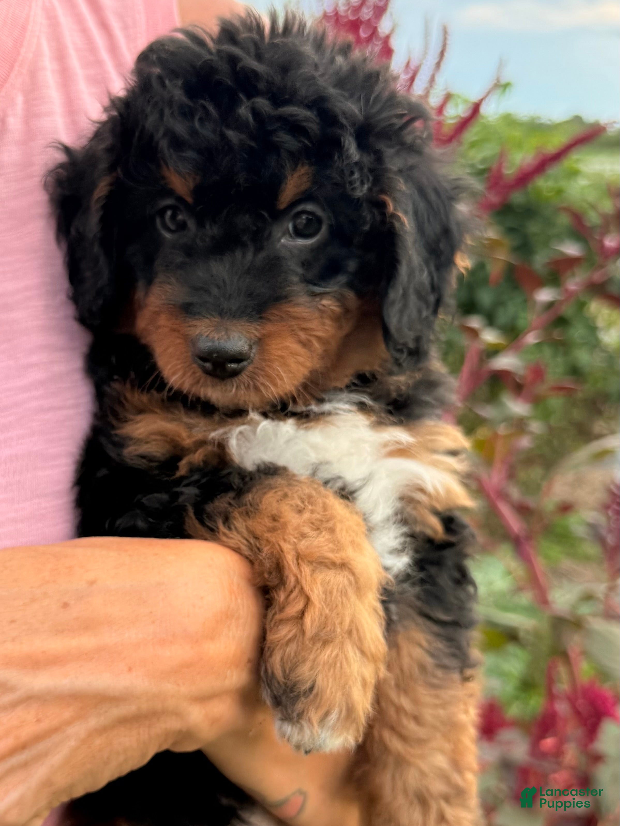 Bernedoodle dogs Autumn  - Ad 2