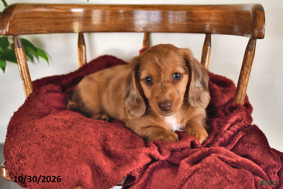 Miniature Dachshund dogs for sale: Iris - Ad 2