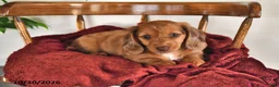 Miniature Dachshund dogs for sale: Iris - Ad 2