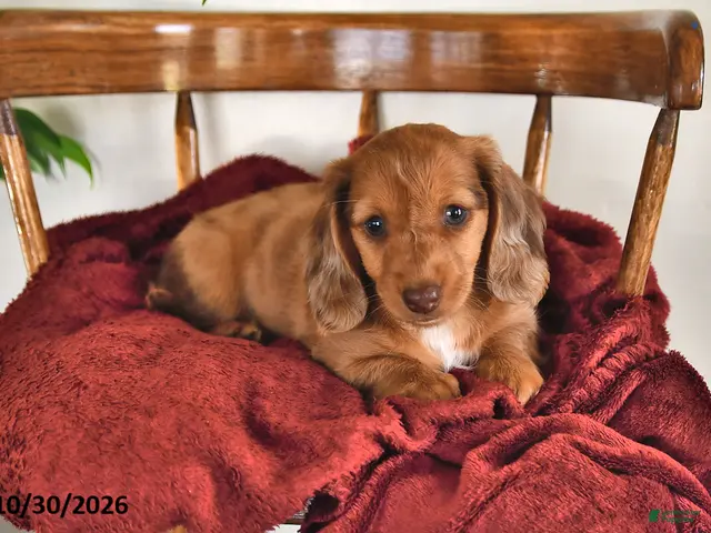 Miniature Dachshund dogs for sale: Iris - Ad 2