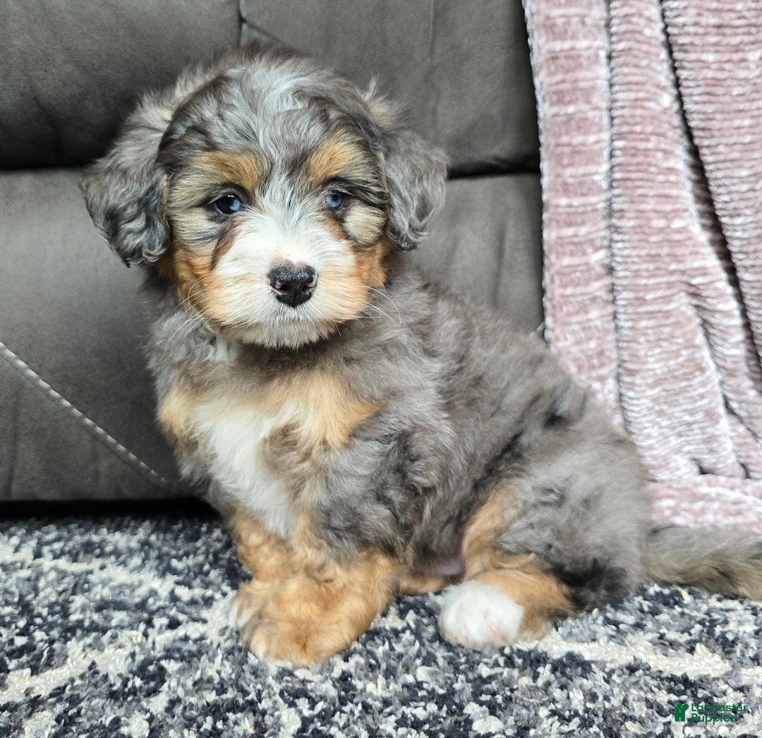 Mini Bernedoodle dogs for sale: Mini Watts - Ad 21