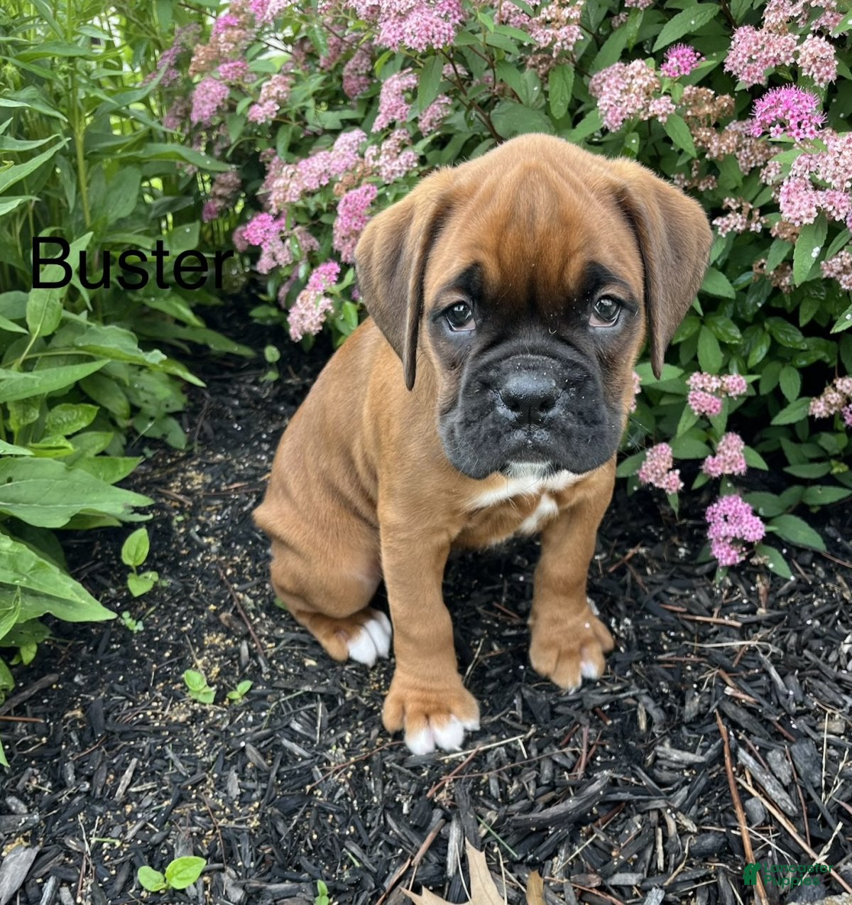 Boxer dogs Buster - Ad 1