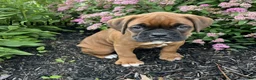 Boxer dogs for sale: Buster - Ad 1