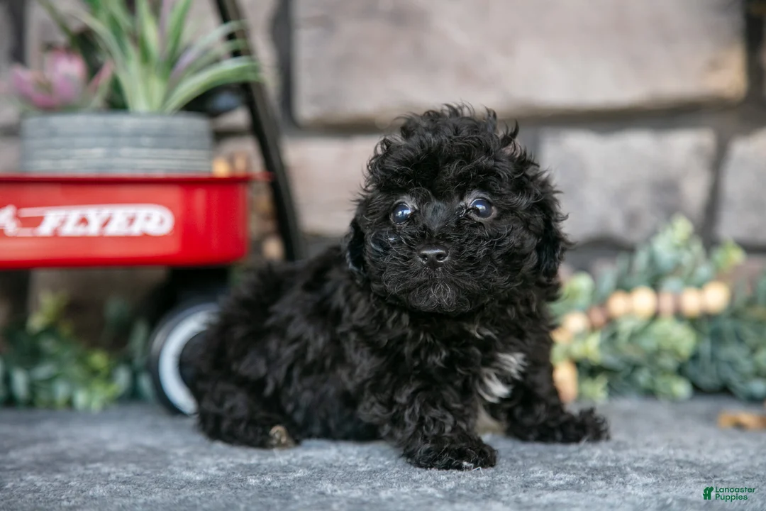 Havapoo dogs for sale: Tara - Ad 1