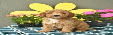 Sammy 