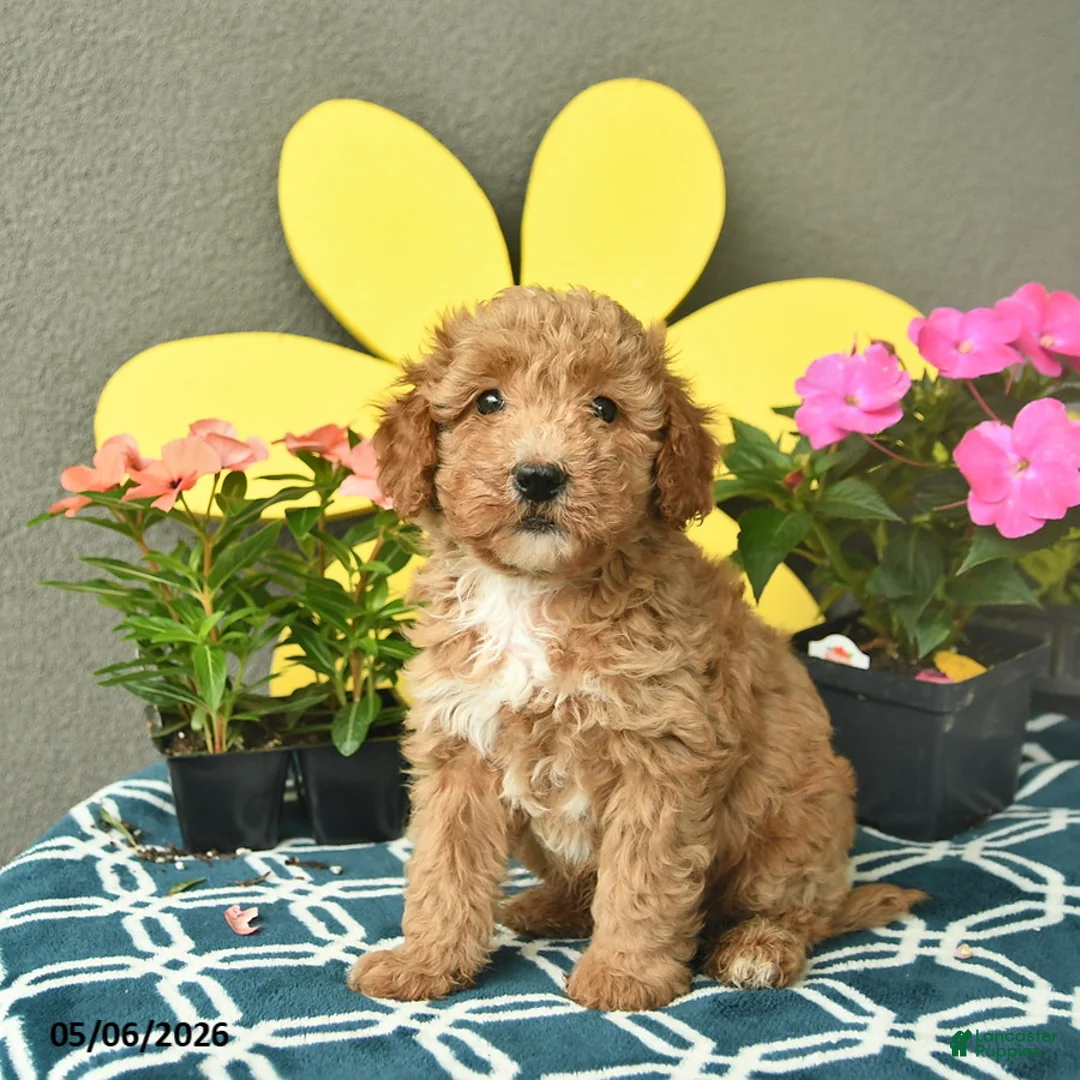 Mini Goldendoodle dogs for sale: Sammy  - Ad 1