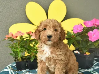 Mini Goldendoodle dogs for sale: Sammy - Ad 1