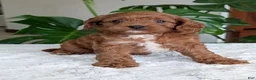Cavapoo dogs for sale: Kody - Ad 3