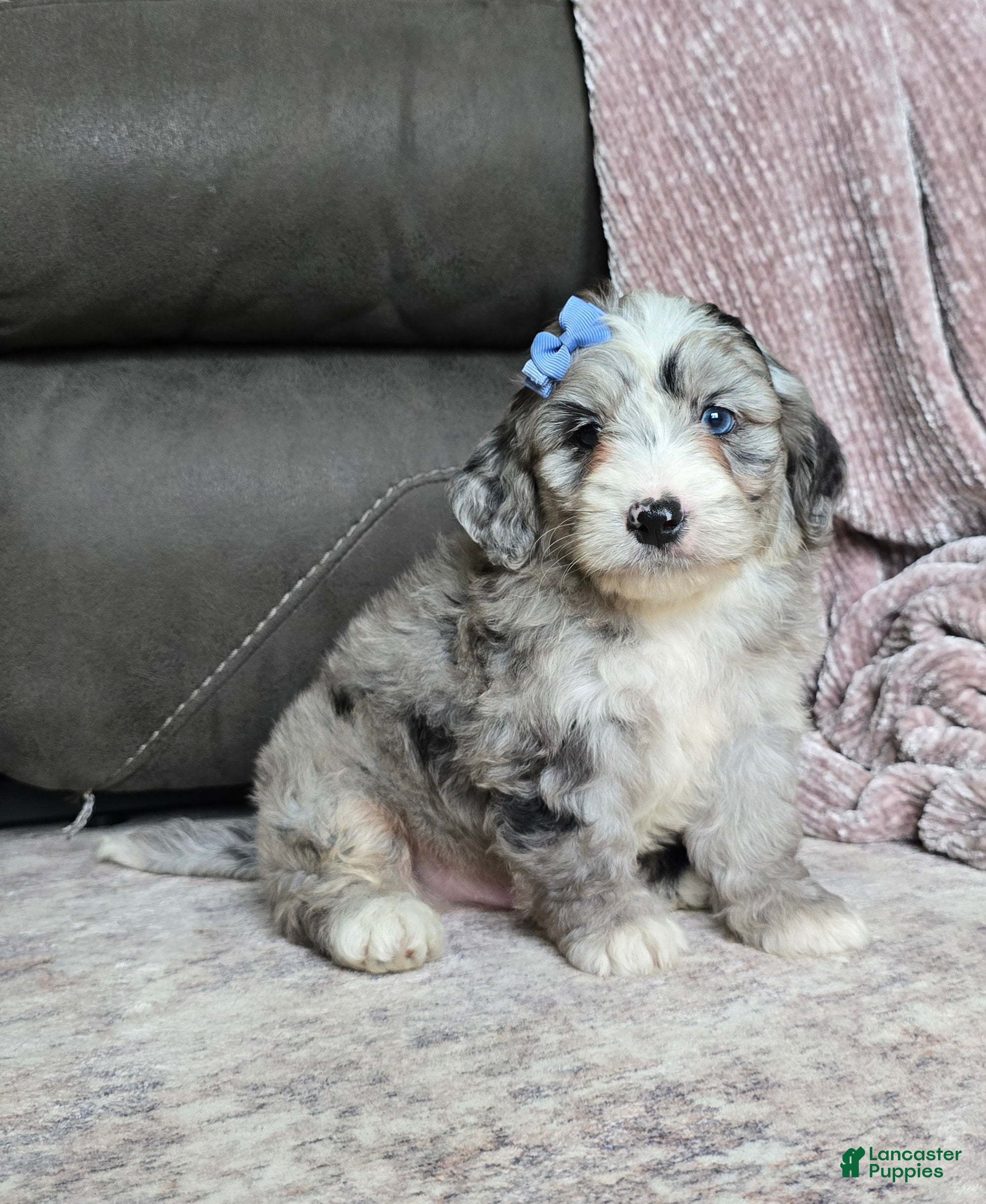 Mini Bernedoodle dogs Mini Wally - Ad 2