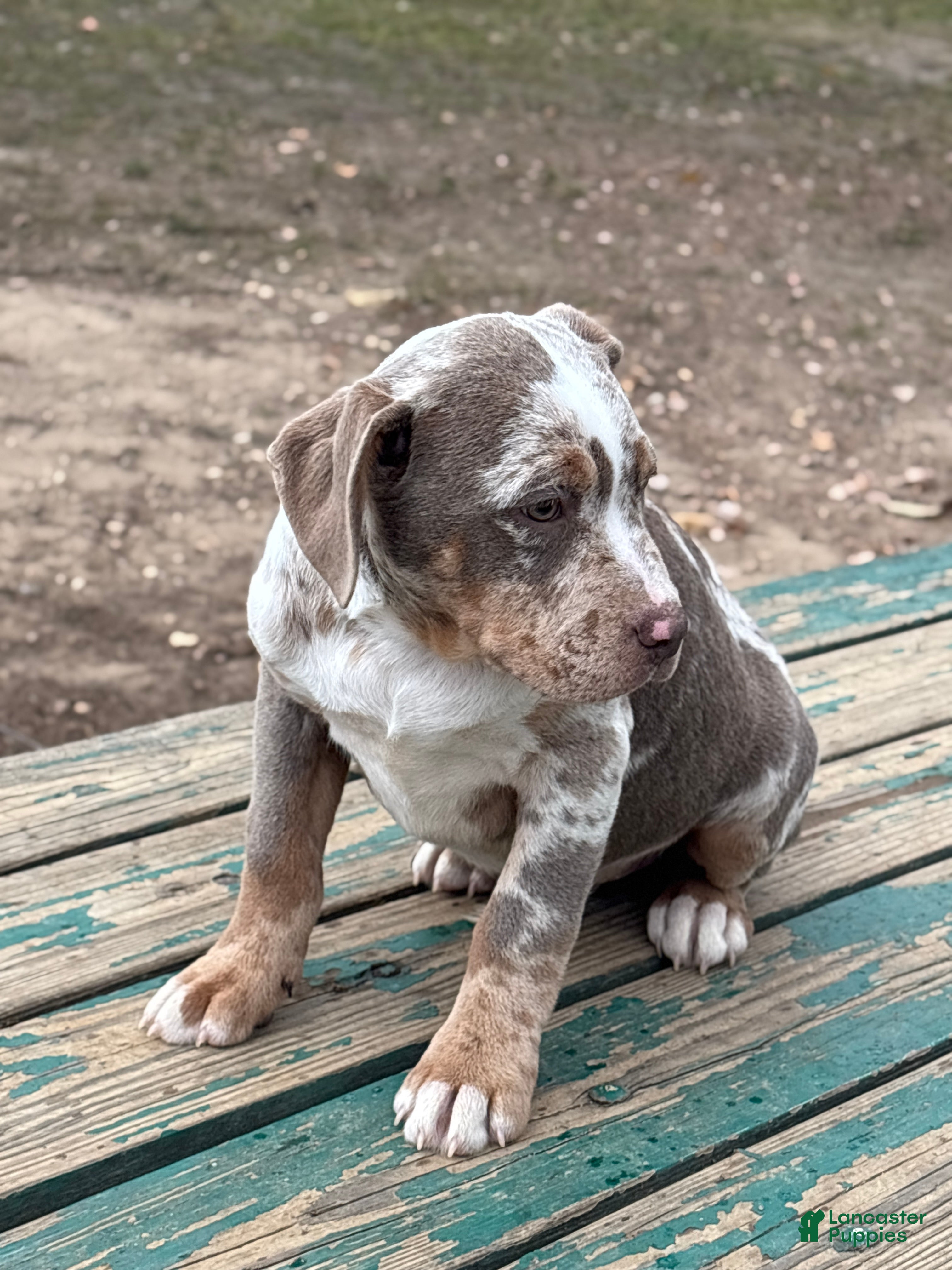 American Bully dogs Twilight - Ad 41