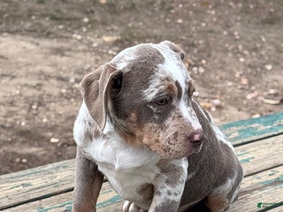 American Bully dogs Twilight - Ad 12
