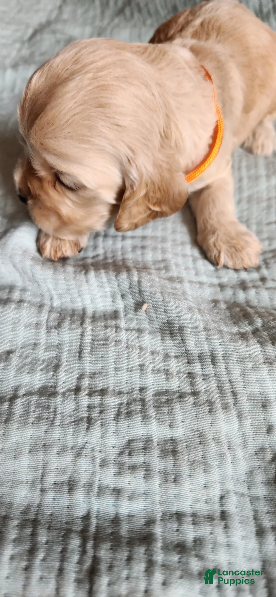 Cocker Spaniel dogs for sale: Cocker Spaniel 6 - Ad 1