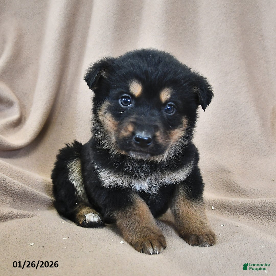 Mixed Breed dogs for sale: Hazel  - Ad 3