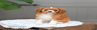 Biscuit