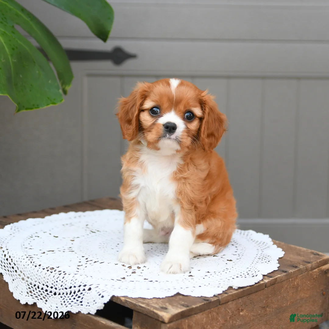 Cavalier King Charles Spaniel dogs for sale: Biscuit - Ad 1