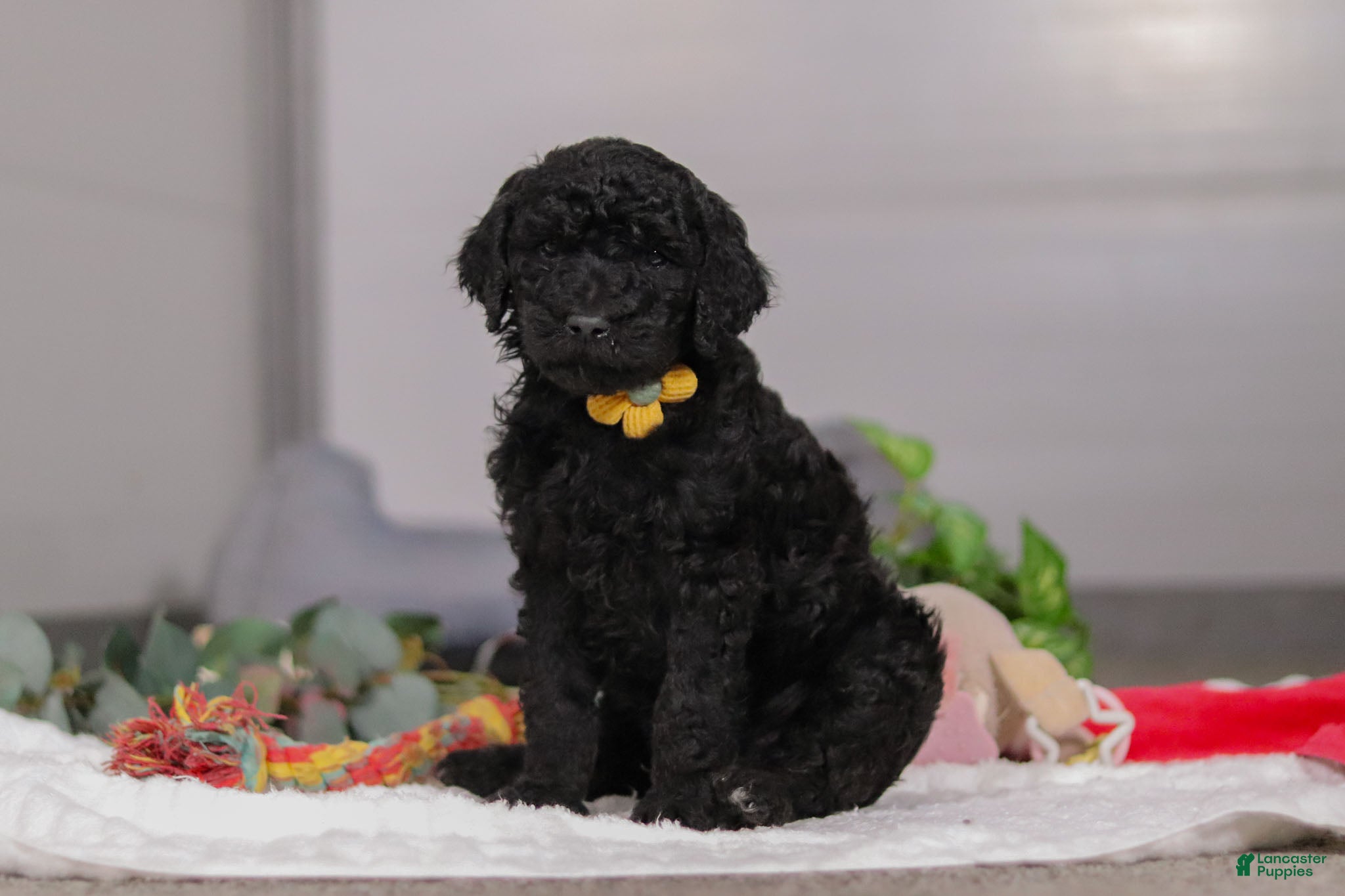 Standard Poodle dogs Braden - Ad 35