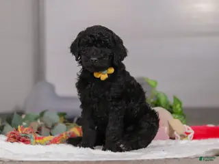 Standard Poodle dogs Braden - Ad 35