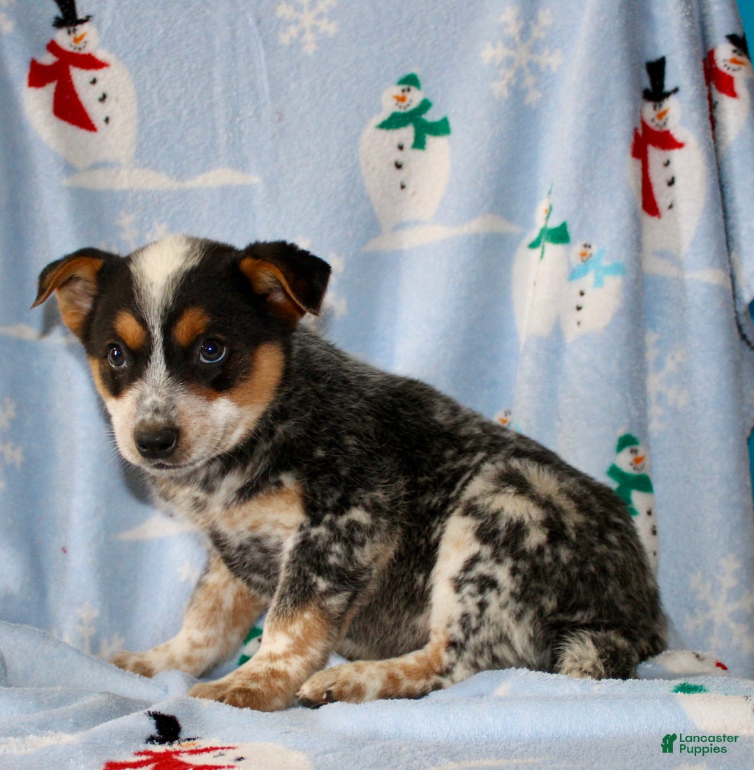Australian Cattle Dog dogs for sale: Teddy - Ad 5