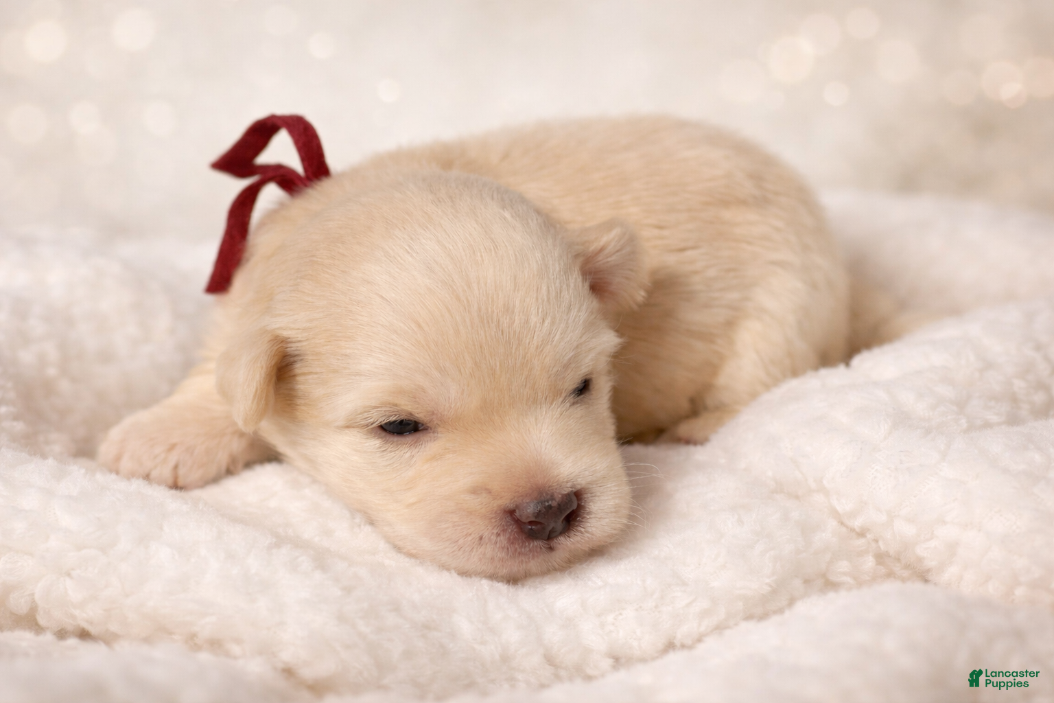 Miniature Schnauzer dogs Mr Sleet - Ad 2