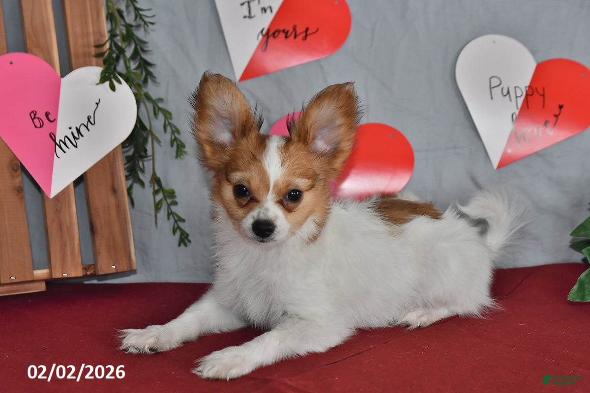 Papillon dogs Nick  - Ad 2