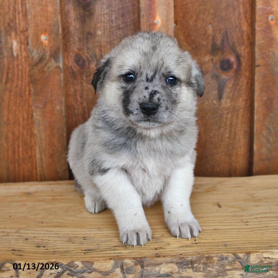 Mixed Breed dogs Leo - Ad 25