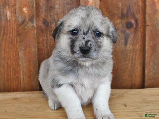 Mixed Breed dogs Leo - Ad 25