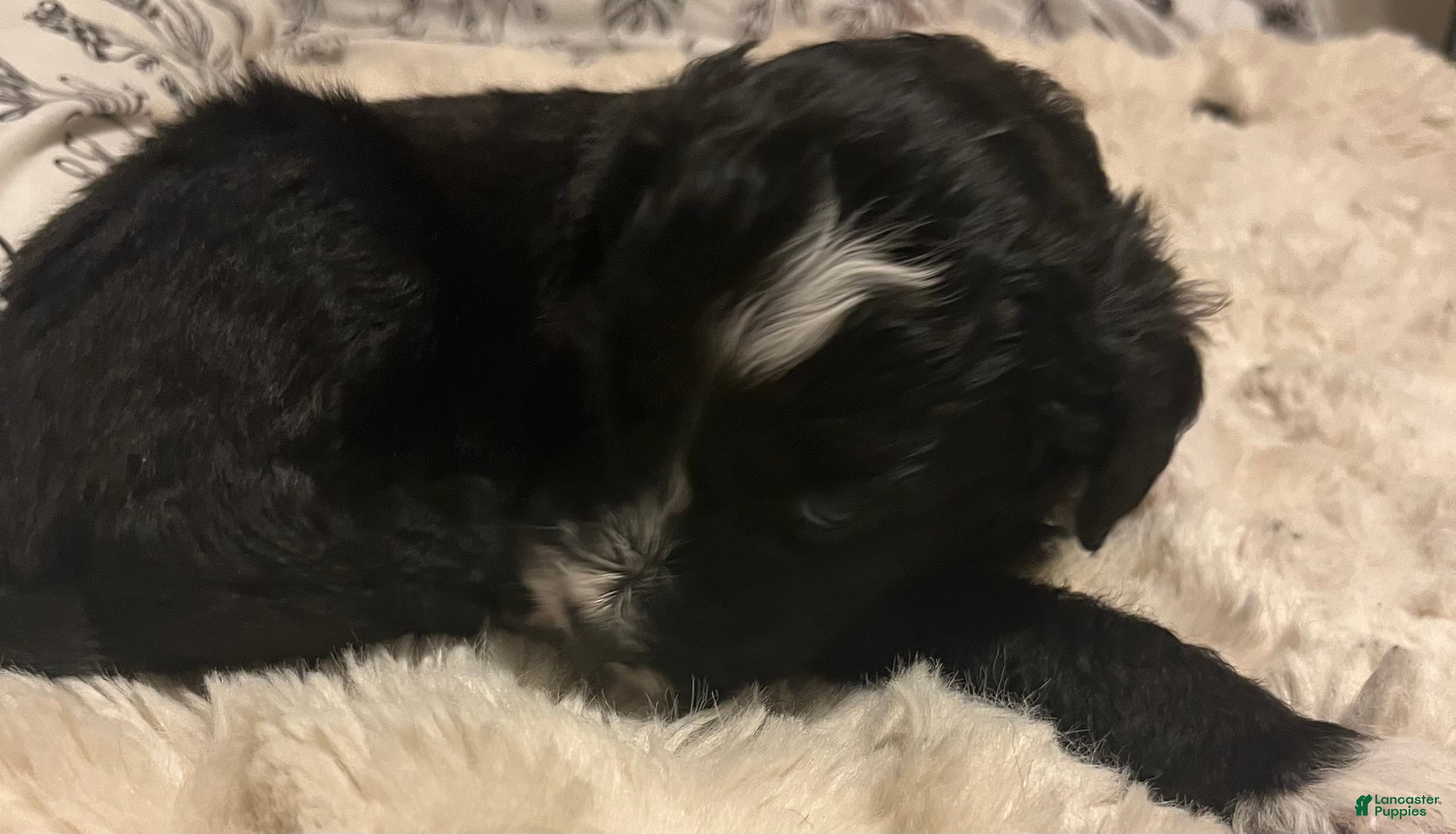 Aussiedoodle dogs Aussiedoodle Puppy 5 - Ad 28