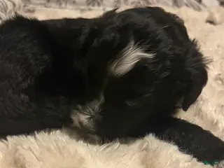 Aussiedoodle dogs Aussiedoodle Puppy 5 - Ad 28