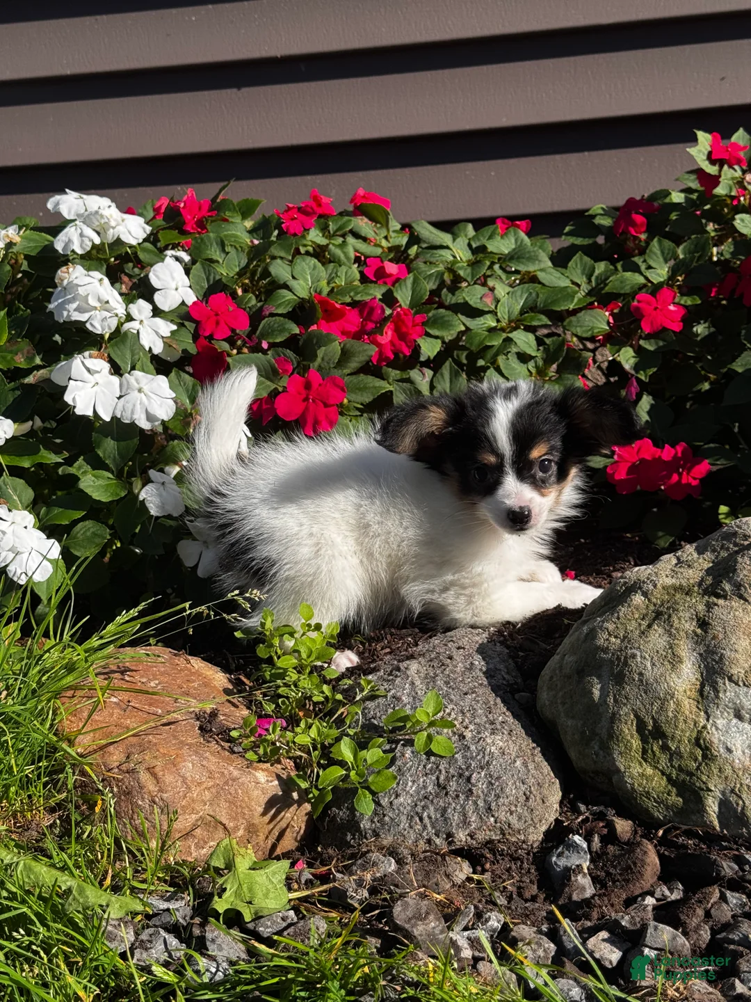 Papillon dogs for sale: Robin 🕊️ - Ad 2