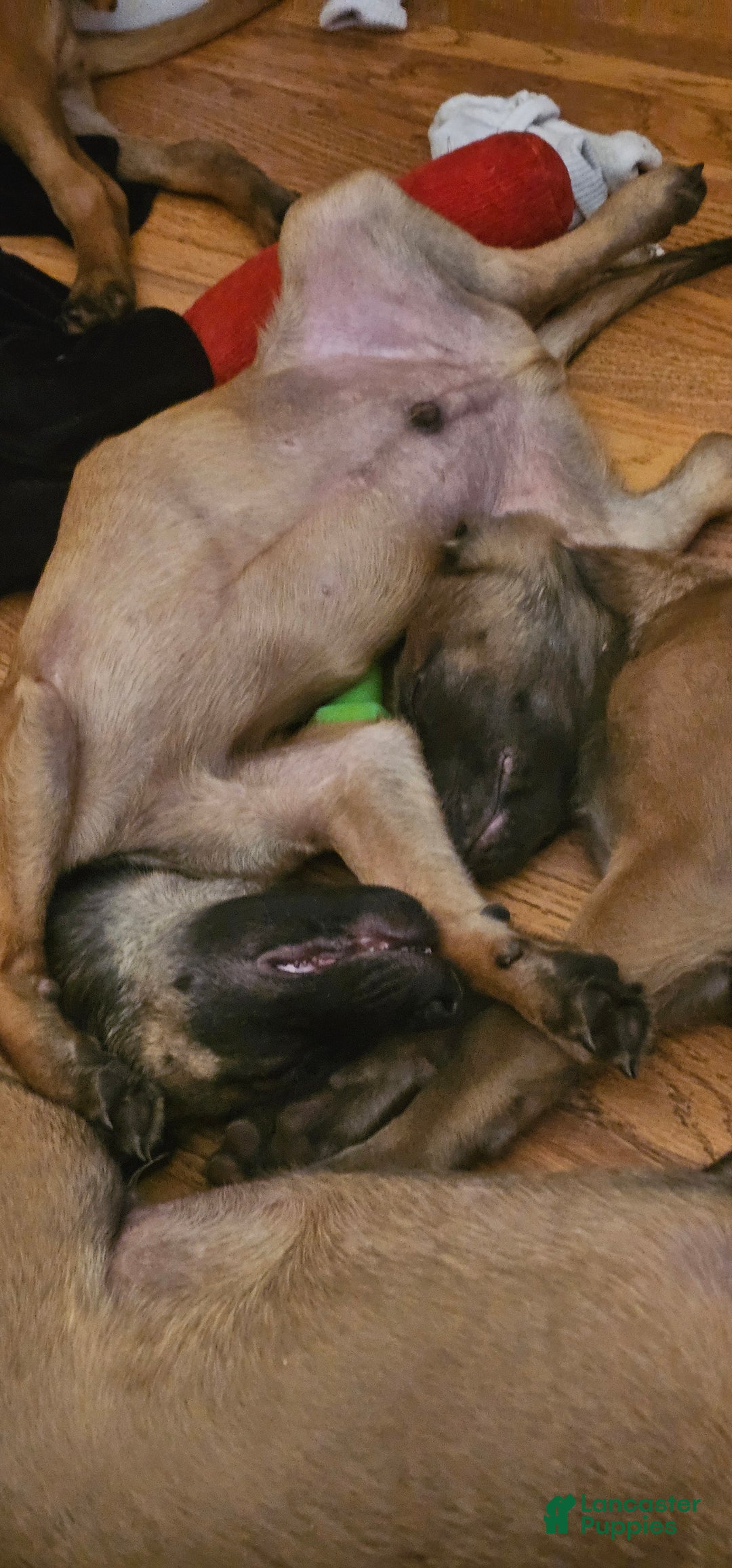 Belgian Malinois dogs for sale: "Jhett" Belgian Malinois - Ad 3