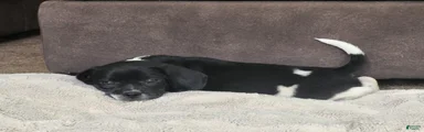 Tito