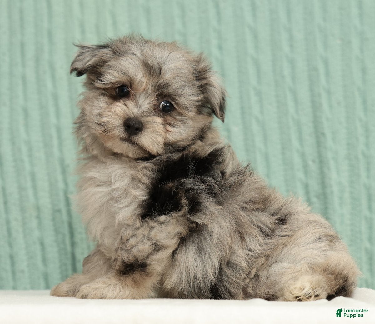 Pomapoo dogs Parker - Ad 1