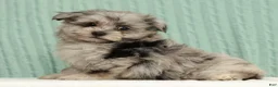 Pomapoo dogs for sale: Parker - Ad 1
