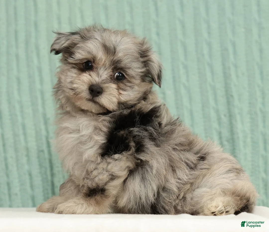 Pomapoo dogs for sale: Parker - Ad 1