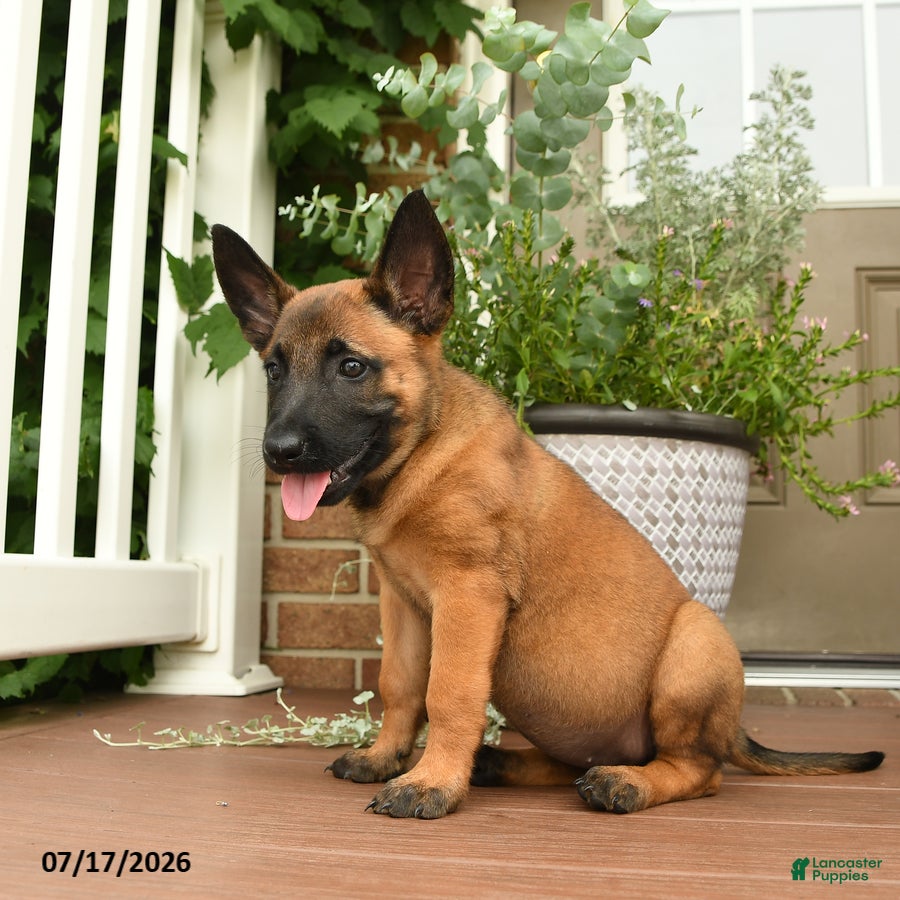 Belgian Malinois dogs Ripple - Ad 2