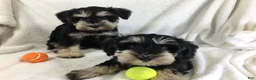 Miniature Schnauzer dogs for sale: Bradford - Ad 1