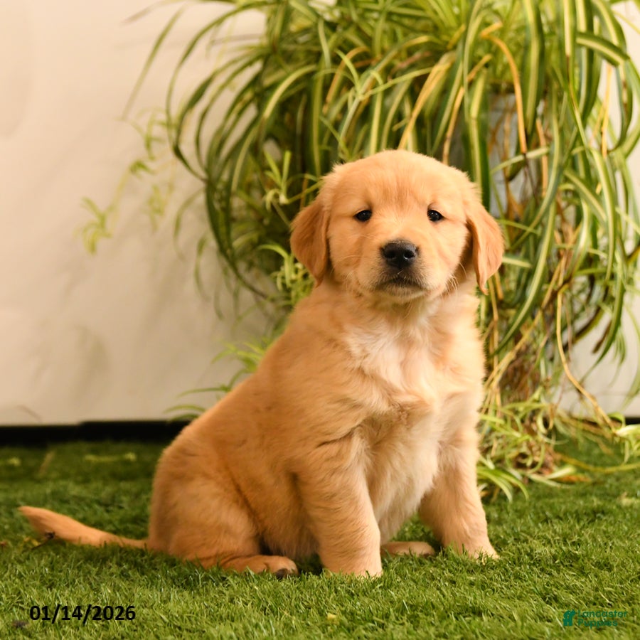Golden Retriever dogs Marley - Ad 42