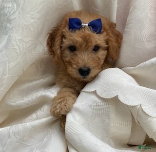 Goldendoodle dogs Miles-Male - Ad 1
