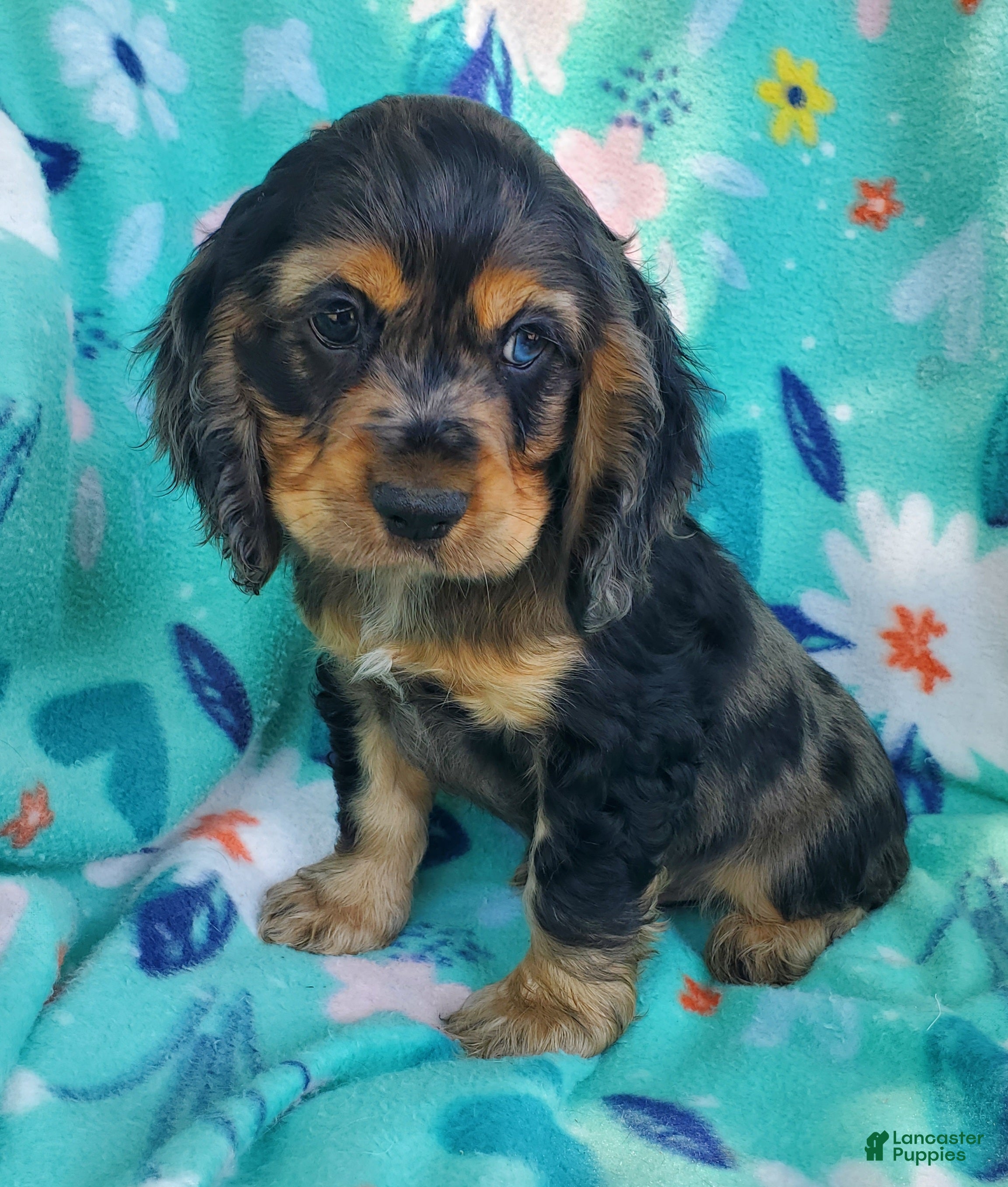 Cocker Spaniel dogs Arlo - Ad 2