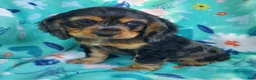 Cocker Spaniel dogs for sale: Arlo - Ad 2