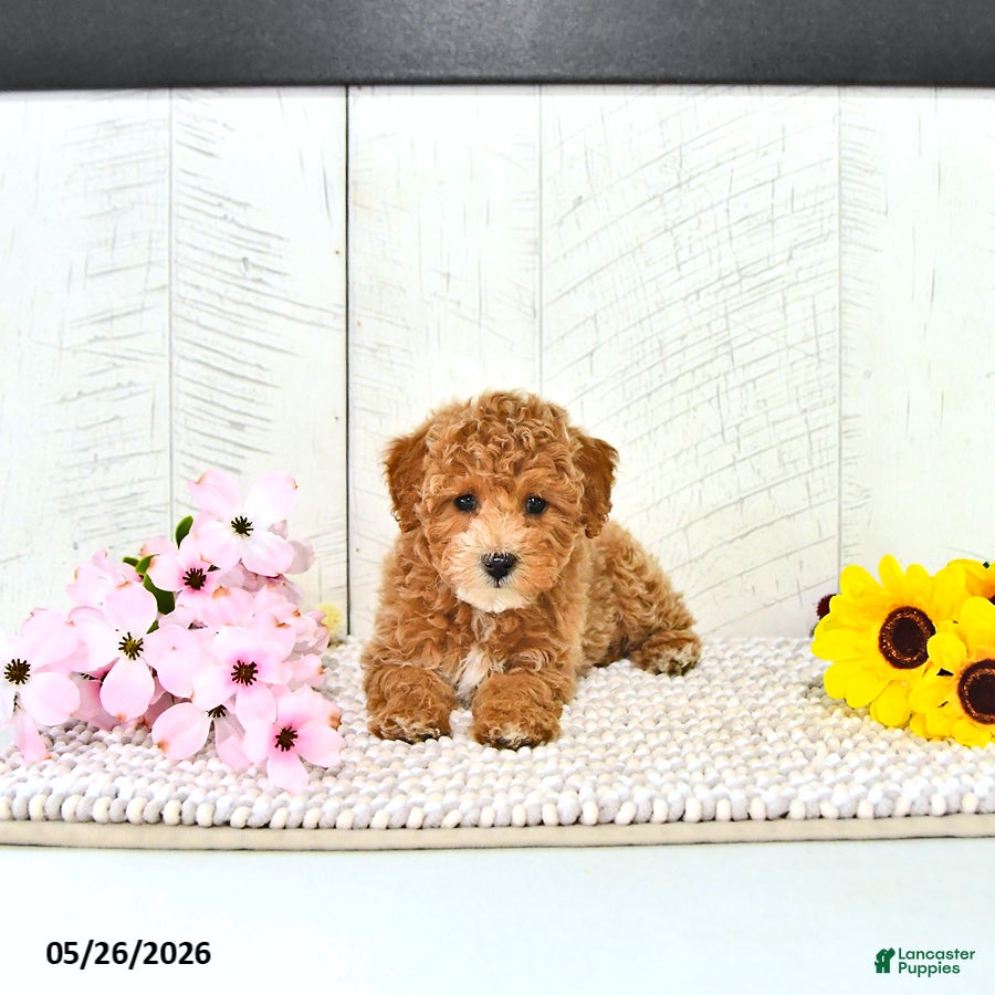 Miniature Poodle dogs Rena - Ad 2